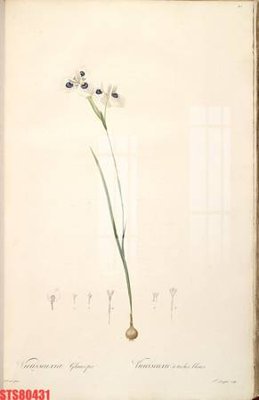 File gốc Tranh sơn dầu phương tây tổng hợp STS80431 (in ấn) màu sắc trung thực