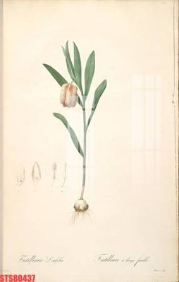 Download file Tranh sơn dầu phương tây tổng hợp STS80437 (chuẩn in) chất lượng cao