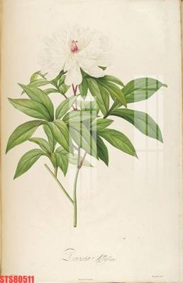 File PSD Tranh sơn dầu phương tây tổng hợp STS80511 (bản gốc) đã tách nền