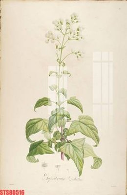 File in ấn cao cấp Tranh sơn dầu phương tây tổng hợp STS80516 (file gốc)