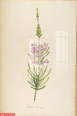 File in lụa Tranh sơn dầu phương tây tổng hợp STS80520 (hoa văn) Tranh sơn dầu phương tây tổng hợp STS80520