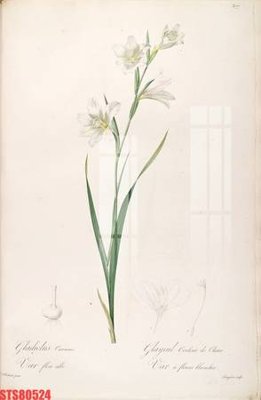 File in lụa Tranh sơn dầu phương tây tổng hợp STS80524 (tân cổ điển) Tranh sơn dầu phương tây tổng hợp STS80524