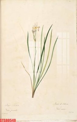 File tranh Tranh sơn dầu phương tây tổng hợp STS80549 (gốc) in film