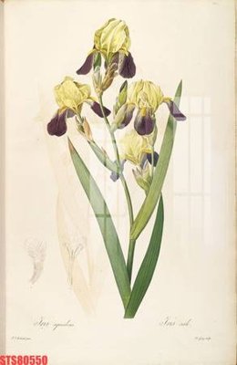 File gốc Tranh sơn dầu phương tây tổng hợp STS80550 (AI/EPS) cho in ấn