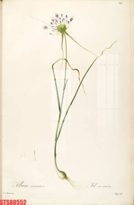 Tải file gốc Tranh sơn dầu phương tây tổng hợp STS80552 (in không vỡ ảnh)