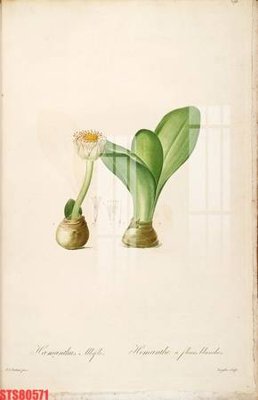 File gốc Tranh sơn dầu phương tây tổng hợp STS80571 (in tráng gương) hiện đại