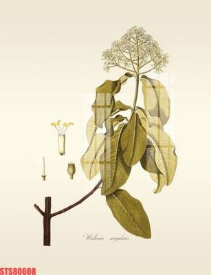 File gốc Tranh sơn dầu phương tây tổng hợp STS80608 (PNG) không nền chất lượng