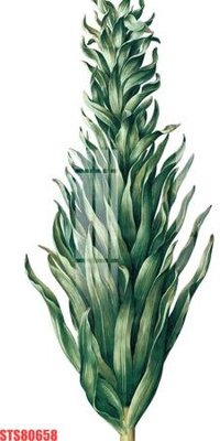 File in trần Tranh sơn dầu phương tây tổng hợp STS80658 (bản gốc) phong cảnh