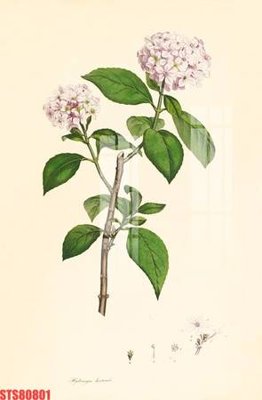 File gốc Tranh sơn dầu phương tây tổng hợp STS80801 (in lụa) tranh mã đáo