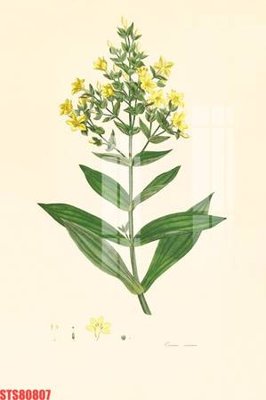 File gốc Tranh sơn dầu phương tây tổng hợp STS80807 (ảnh chi tiết) để in lụa