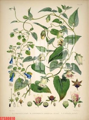 Tải file Tranh sơn dầu phương tây tổng hợp STS80810 (gốc) chủ đề hoa sen