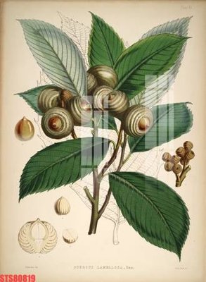 File gốc Tranh sơn dầu phương tây tổng hợp STS80819 (in tráng gương) sang trọng