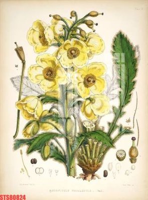 File tranh Tranh sơn dầu phương tây tổng hợp STS80824 (gốc) chủ đề động vật