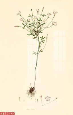 Tải file Tranh sơn dầu phương tây tổng hợp STS80835 (gốc) làm tranh treo tường