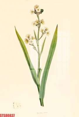 File tranh Tranh sơn dầu phương tây tổng hợp STS80837 (gốc) chủ đề thiên nhiên