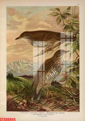 Tệp tin gốc Tranh sơn dầu phương tây tổng hợp STS80844 (chất lượng) Tranh sơn dầu phương tây tổng hợp STS80844