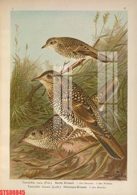 File tranh gốc Tranh sơn dầu phương tây tổng hợp STS80845 (bản quyền) Filetranh.com