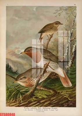 File tranh quảng cáo Tranh sơn dầu phương tây tổng hợp STS80848 (file gốc) chuyên nghiệp