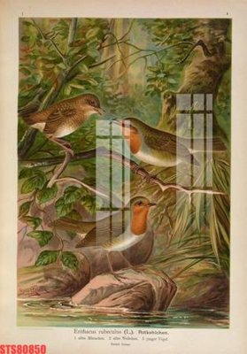 File tranh Tranh sơn dầu phương tây tổng hợp STS80850 (ảnh gốc) chi tiết rõ ràng