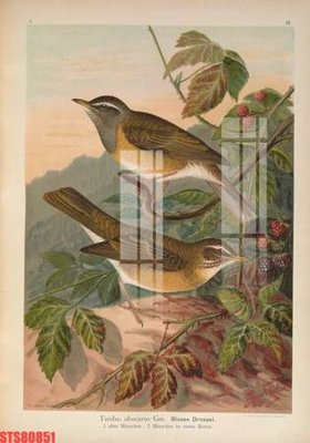 Tải file tranh gốc Tranh sơn dầu phương tây tổng hợp STS80851 chất lượng cao