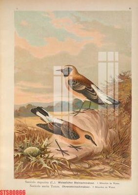 Hình ảnh gốc Tranh sơn dầu phương tây tổng hợp STS80866 (để in khổ lớn)