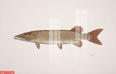 File tranh Tranh sơn dầu phương tây tổng hợp STS80875 (ảnh gốc) chi tiết rõ ràng