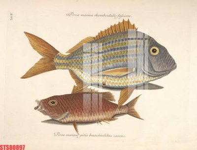 Tải file Tranh sơn dầu phương tây tổng hợp STS80897 (gốc) làm file tranh quảng cáo