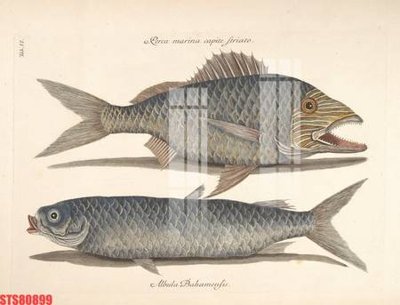 File gốc Tranh sơn dầu phương tây tổng hợp STS80899 (PNG) chất lượng cao