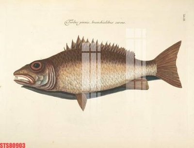 Download file ảnh gốc Tranh sơn dầu phương tây tổng hợp STS80903 để in ấn