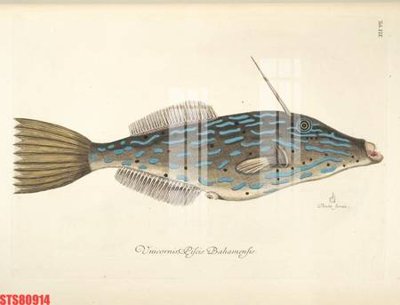 File in lụa Tranh sơn dầu phương tây tổng hợp STS80914 (hoa văn) Tranh sơn dầu phương tây tổng hợp STS80914