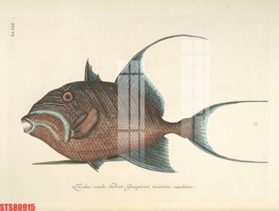 Tải file Tranh sơn dầu phương tây tổng hợp STS80915 (gốc) in ấn chất lượng