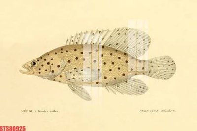 Tải file PSD Tranh sơn dầu phương tây tổng hợp STS80925 (nguyên layer) để in