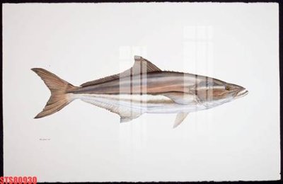 File gốc Tranh sơn dầu phương tây tổng hợp STS80930 (in tráng gương) ốp tường