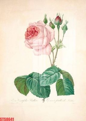 File tranh in trần Tranh sơn dầu phương tây tổng hợp STS8641 (ảnh gốc siêu nét)