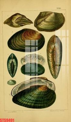 File gốc Tranh sơn dầu phương tây tổng hợp STS9491 (in lụa) tranh mã đáo