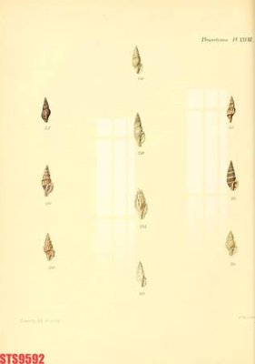 File tranh Tranh sơn dầu phương tây tổng hợp STS9592 (ảnh gốc) in trần xuyên sáng