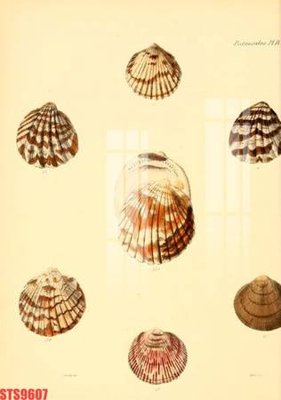 Hình ảnh gốc Tranh sơn dầu phương tây tổng hợp STS9607 (để in khổ lớn)