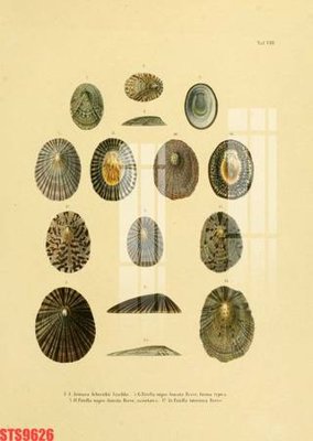 File in trần Tranh sơn dầu phương tây tổng hợp STS9626 (file gốc) hoa văn 3D