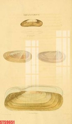 Tệp tin gốc Tranh sơn dầu phương tây tổng hợp STS9651 (chất lượng cao) Tranh sơn dầu phương tây tổng hợp STS9651