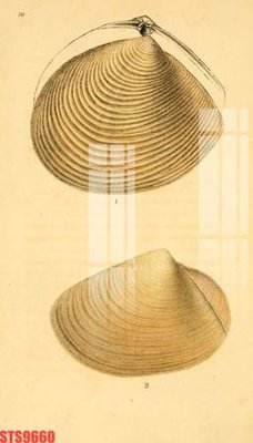 Tải file gốc Tranh sơn dầu phương tây tổng hợp STS9660 (in không vỡ ảnh)