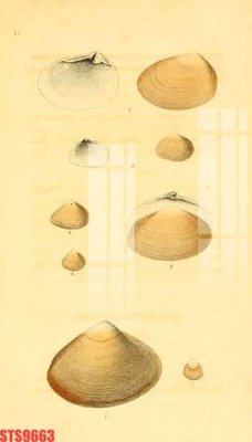 Tải file Tranh sơn dầu phương tây tổng hợp STS9663 (gốc) chủ đề phong thủy