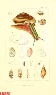 Tải file Tranh sơn dầu phương tây tổng hợp STS9717 (ảnh gốc) độ phân giải 300dpi