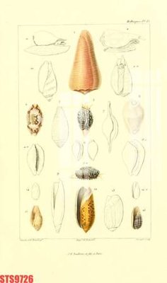 Ảnh gốc Tranh sơn dầu phương tây tổng hợp STS9726 (độ nét cao) in tráng gương