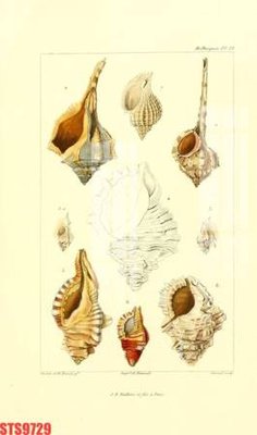 Ảnh gốc Tranh sơn dầu phương tây tổng hợp STS9729 (độ nét cao) in mica