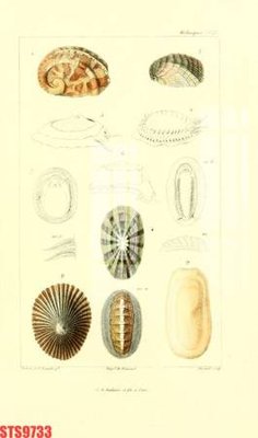 File PSD Tranh sơn dầu phương tây tổng hợp STS9733 (gốc) cho designer