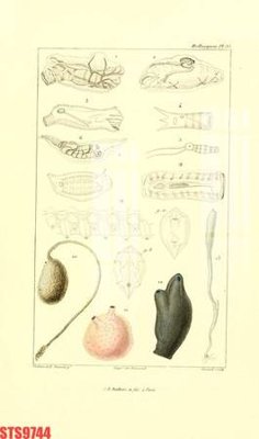 Tải file Tranh sơn dầu phương tây tổng hợp STS9744 (gốc) in ấn ngay lập tức