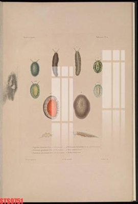 Download file gốc Tranh sơn dầu phương tây tổng hợp STS9751 (dùng cho in ấn)