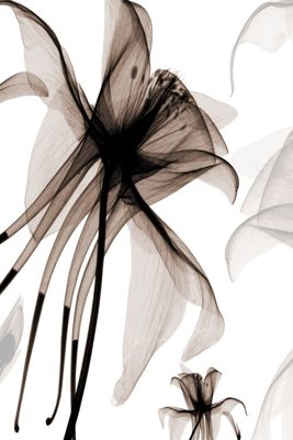 Tải về hình ảnh gốc File tranh đứng lối vào TD2135 sắc nét