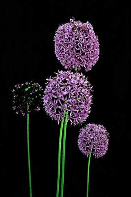 File ảnh gốc File tranh đứng lối vào TD2822 không vỡ nét