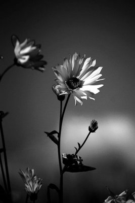 File ảnh File tranh đứng lối vào TD2939 (gốc) in quảng cáo ngoài trời